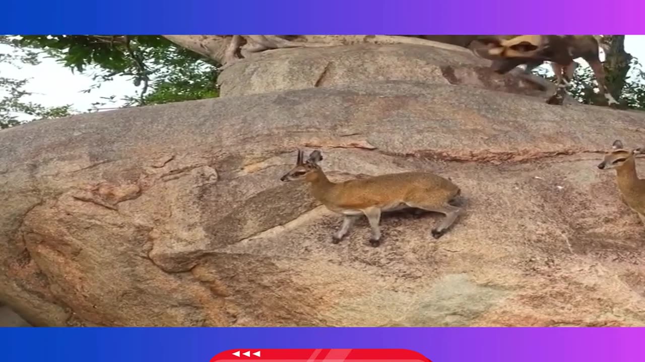 Wild Dogs Corner Klipspringers on Cliff Edge – Will They Escape?