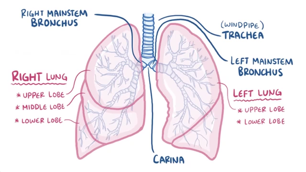 Anatomy and physiology of the respiratory system