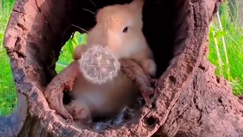 Bunny taste flowers 🌸