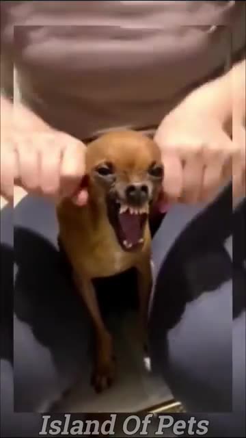 Funny Animal Videos | Cats & Dogs Funny Moments #2025 | #Funny Videos