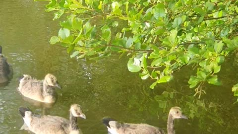 Canada Geeses and Geeses in Line: A Riverside Parade on the Water!