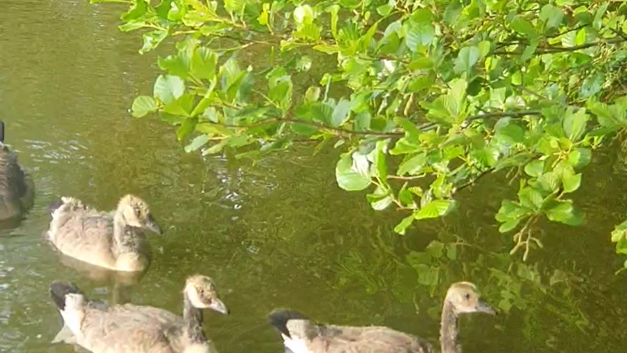 Canada Geeses and Geeses in Line: A Riverside Parade on the Water!