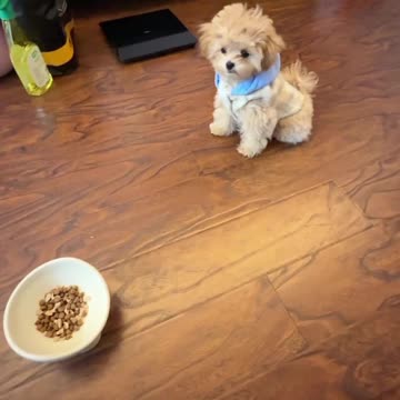 Domi: Tired of Daily Interruptions