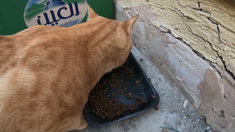 Homeless cats in UAE, Ras Al Khaimah: MICHAEL JACKSON & ED SHEERAN #cats #MichaelJackson #EdSheeran