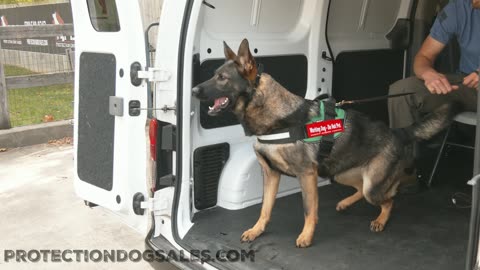 German Shepherd doing Protection Training