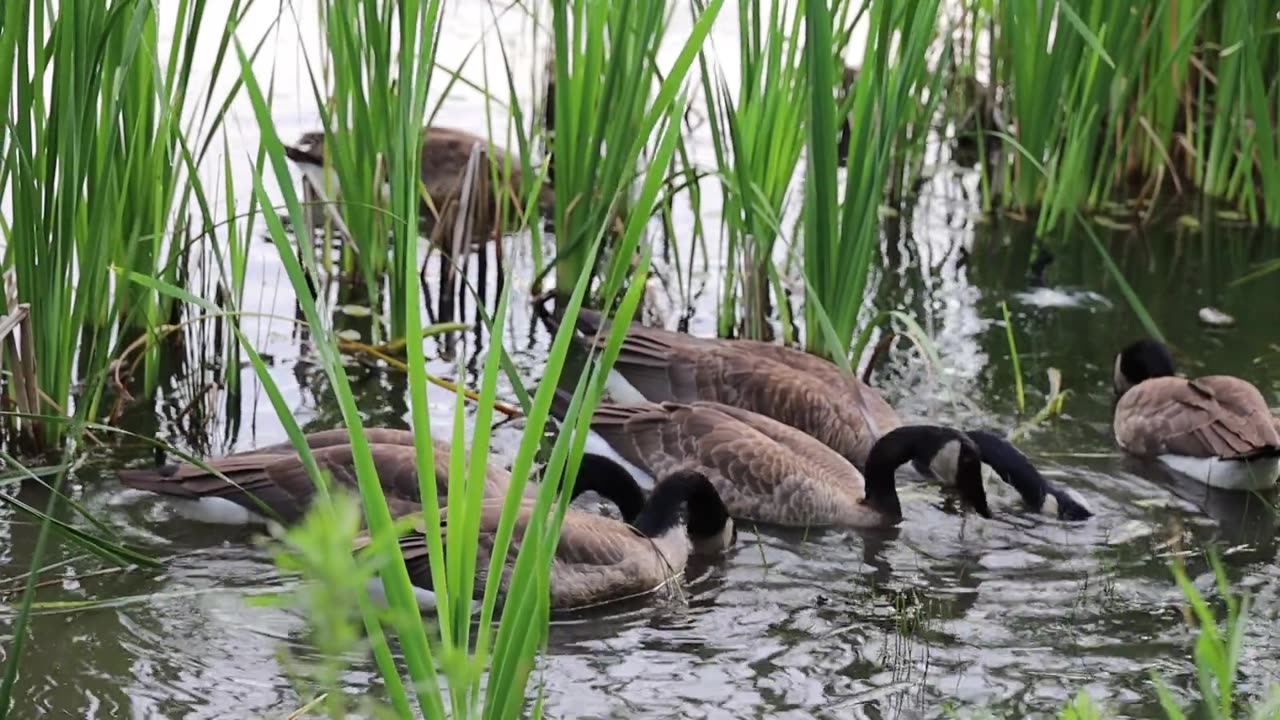 Ducks are having a good day.