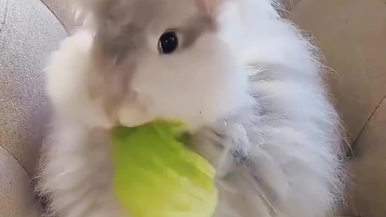 Cute rabbit