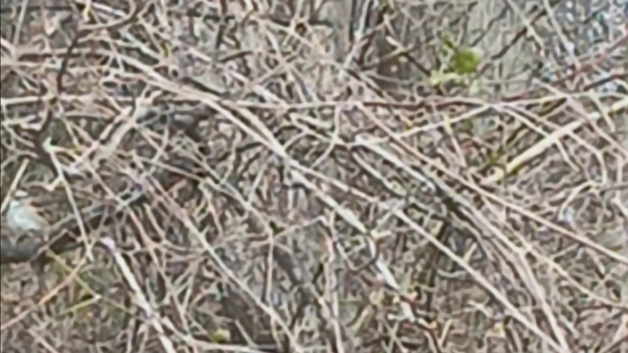 Northern cardinal