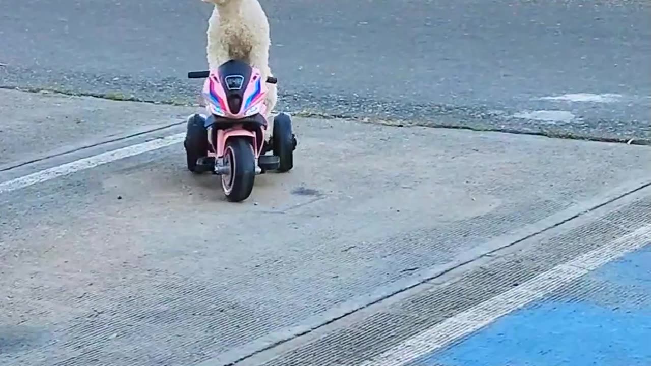 Puppy Rides on Three Wheeler