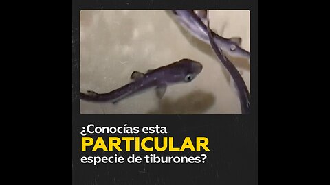 Tiburones cazón nacen en cautiverio en una región rusa