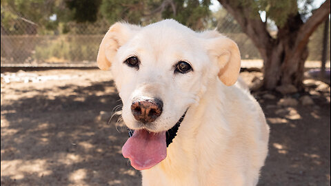 Watch dog abandoned in the desert realize she loves her rescuer.