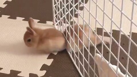 Pet Escape Artists | Funny Pet Video Compilation | The Pet Collective