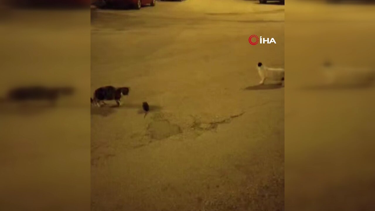 Elazığ'da kedinin fare ile oyunu kamerada