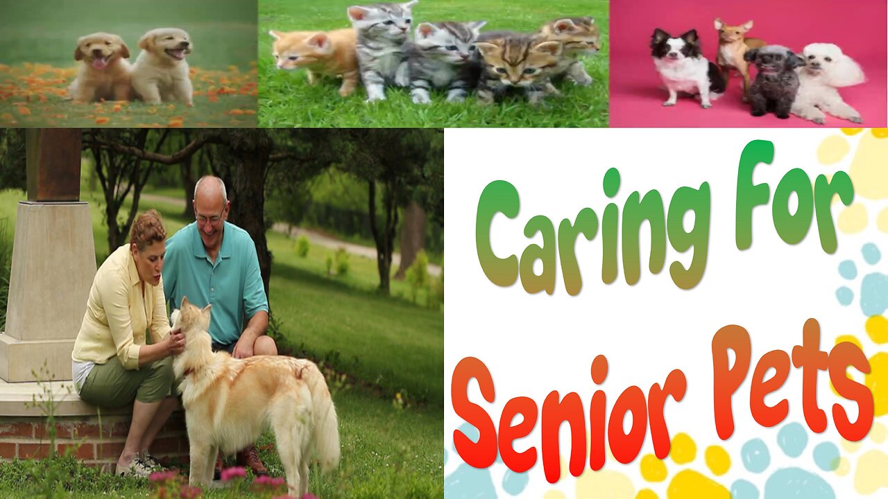 How to Take Care of a Senior Pet