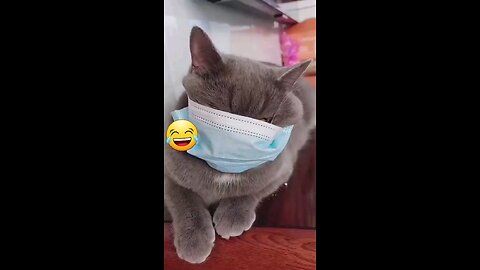 funny cat 🐈 😻 🐈‍⬛️