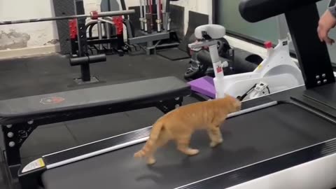 Sport cat🤣🤣