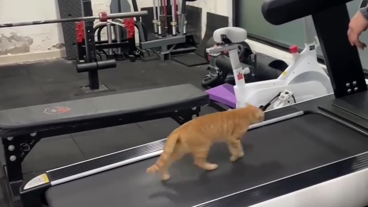 Sport cat🤣🤣