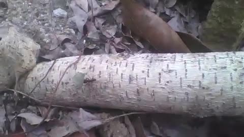 Cutting ant carrying a small leaf, while passing through a tree trunk [Nature & Animals]