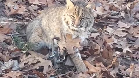 1st bobcat of the year