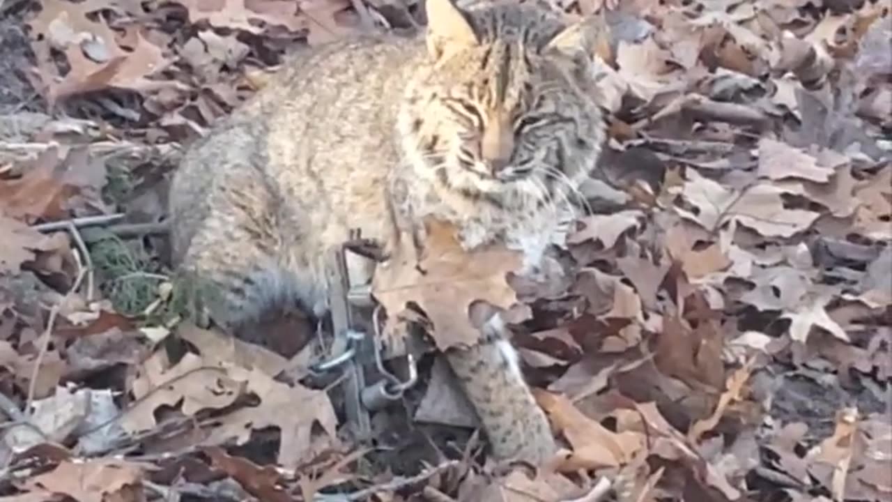 1st bobcat of the year