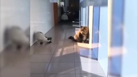 Funny Cute Cat - Try Not To Laugh...