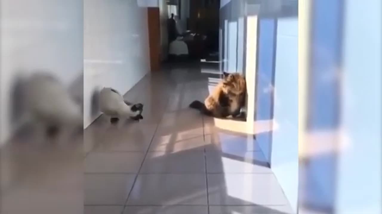 Funny Cute Cat - Try Not To Laugh...