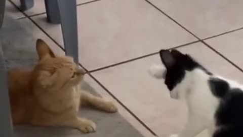 Cat cute moment