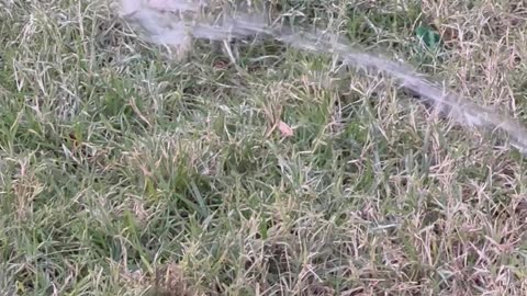 Tuxedo Kitten Hunts Wild Water