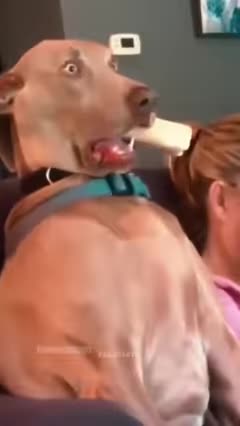 funniest-cats-and-dogs-video---shorts-part-135---funny-animals-2024