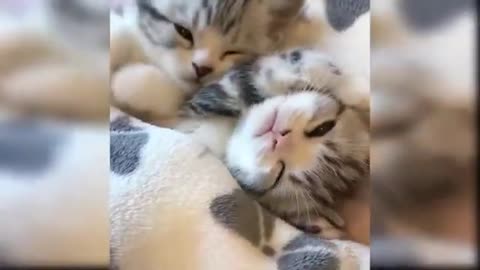 Kitten Cuddles: Adorable Cats & Kittens in Action