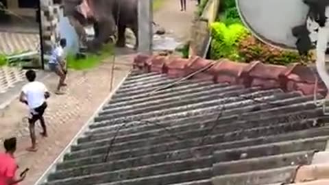 Elephant Attack in a village