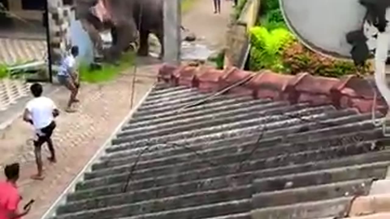 Elephant Attack in a village