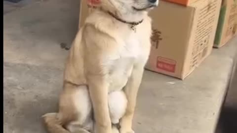 😂😹 Funny animal videos 😹😂