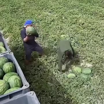 Fast harvesting tricks you must know.hd