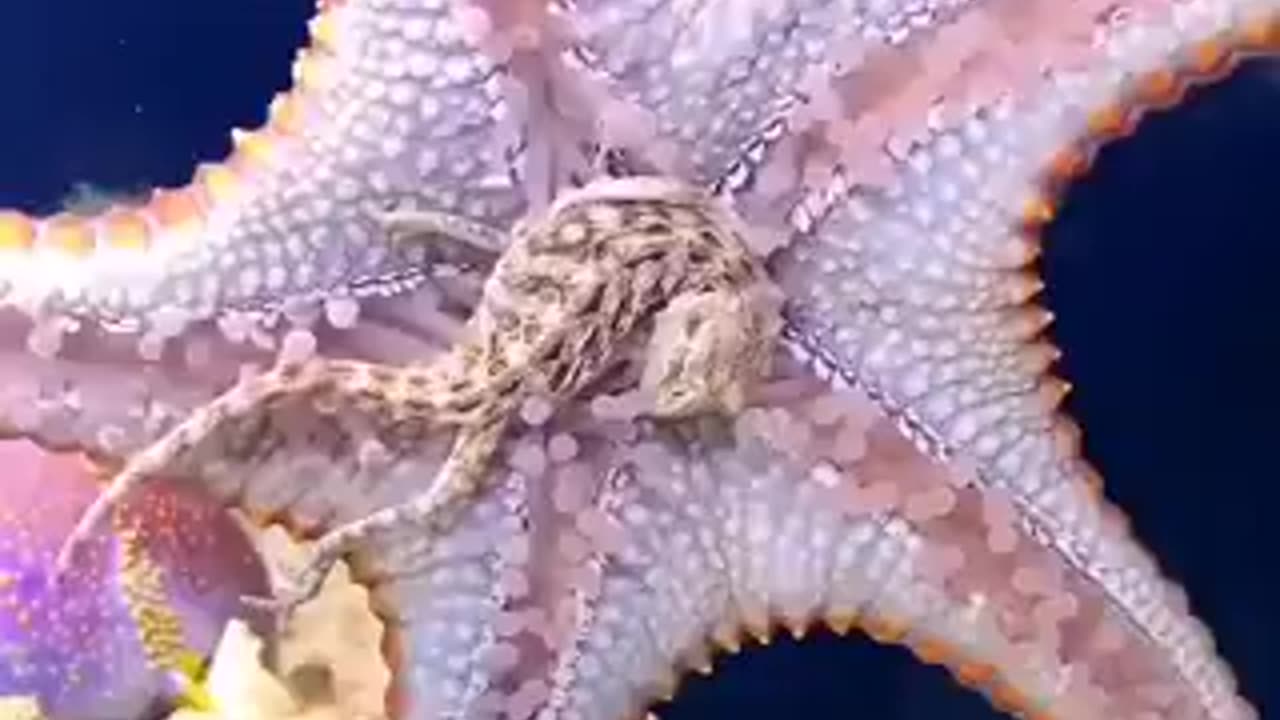 Have you ever seen a Starfish eat | funny video | crazy clips