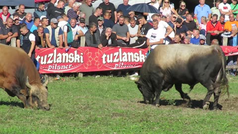 Vicko od Gutića vs Zećo od Mackića Banovići 2024