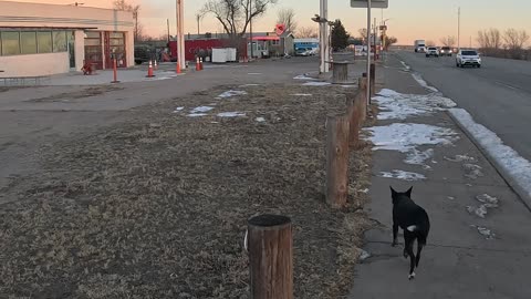 🚗Old Cars, Architecture &Dog🐶