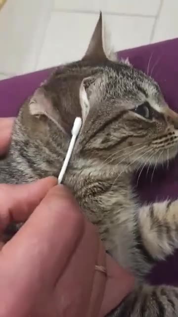 How intelligent are cats?