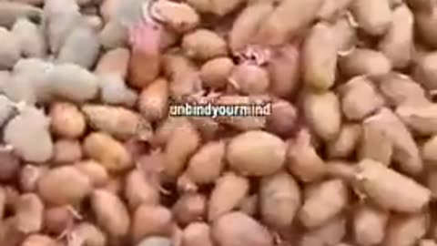 Look at what they are doing to our food