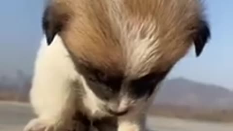 cute and animal video