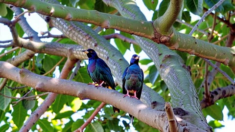 Two Birds on a tree branch.