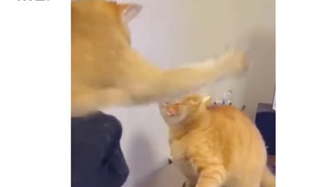 Cats fighting with each other is hilarious 😁😂