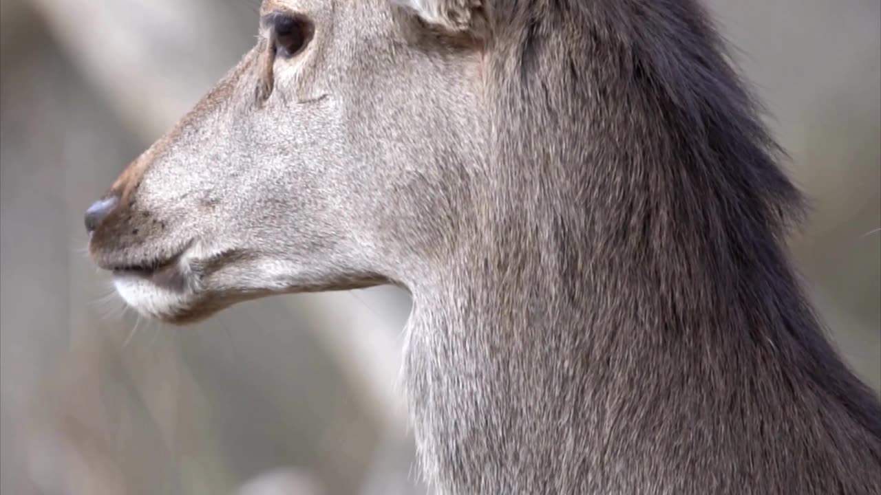 Wildlife Wonders in 4K Ultra HD #animalvideo #wildadventure #animals #Amazon