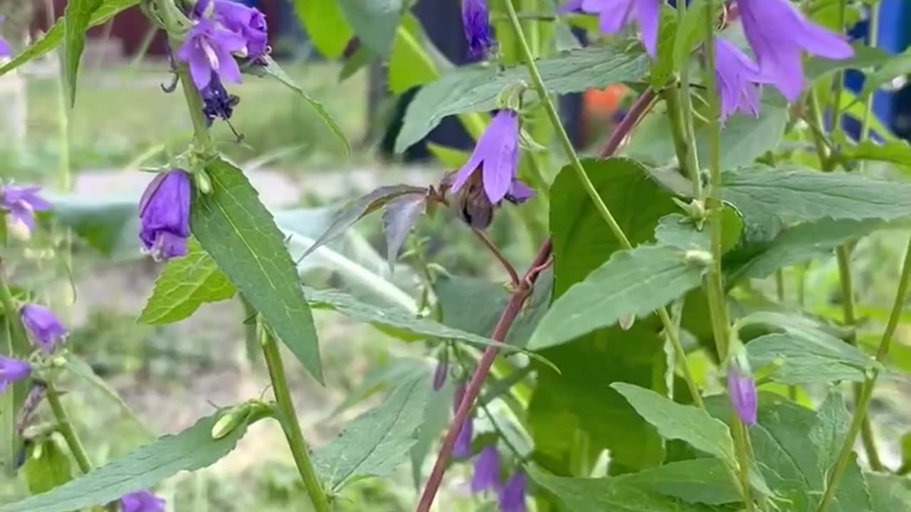 Everyone hates creeping bellflower in Saskatchewan, but the bees love it.