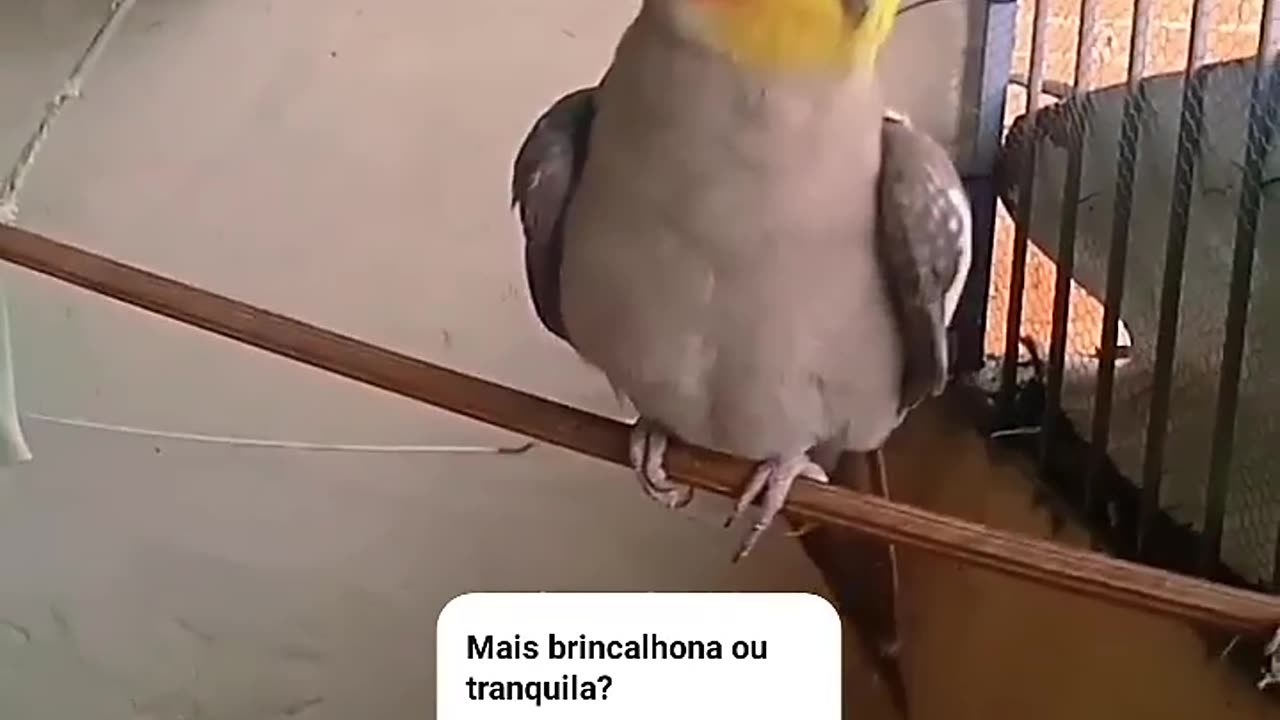 WHAT A FUNNY BIRD SINGING!! YOU WILL FIND IT VERY BEAUTIFUL!!