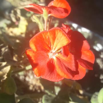 Geranium in the sun