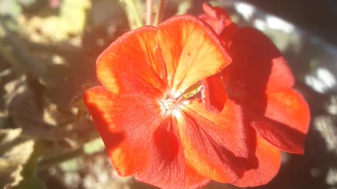 Geranium in the sun