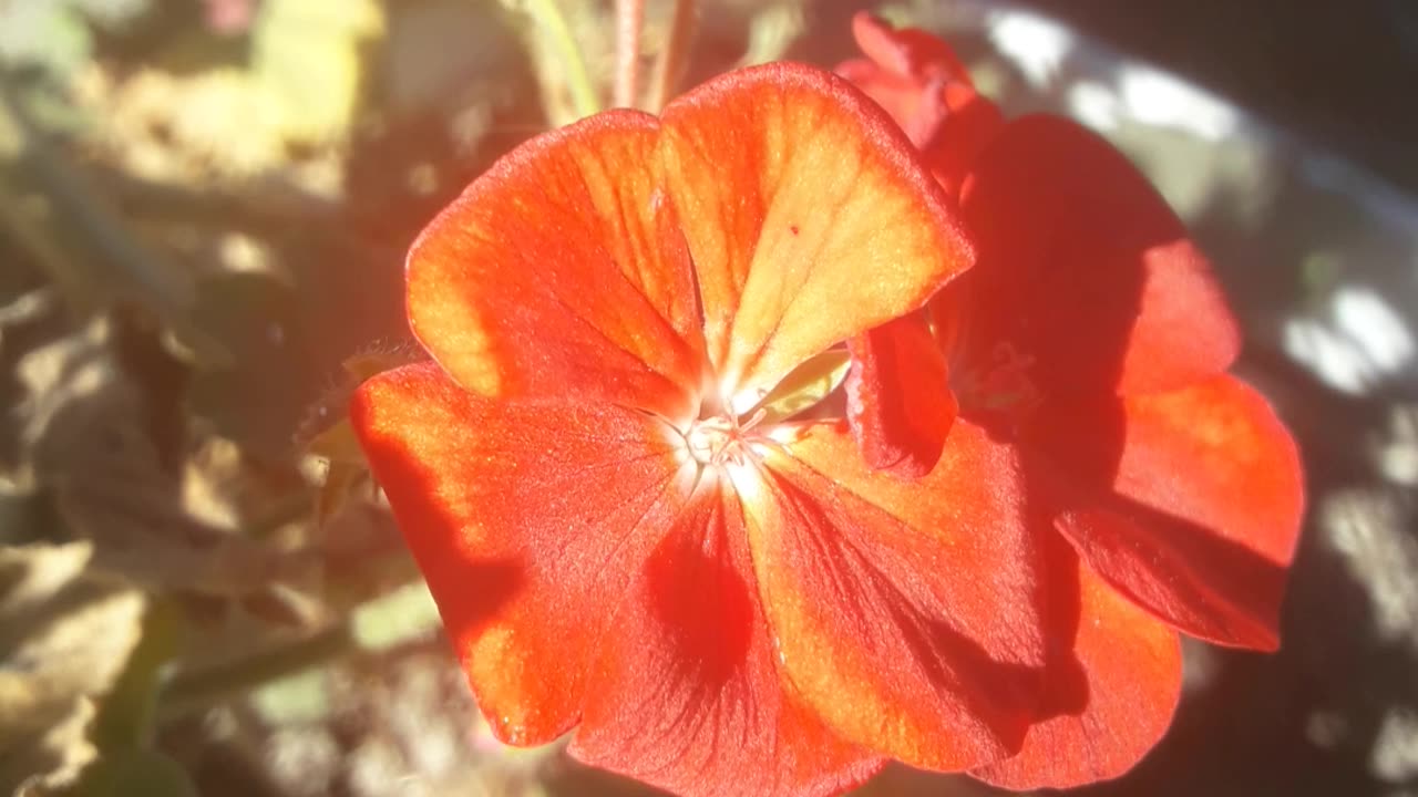 Geranium in the sun