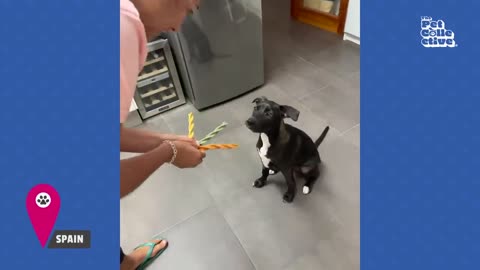 🤣Funny animals pet kids Video
