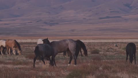 Wild horse Adventure jeep trail fun 2025